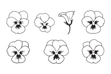 Pansy line art