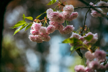 cherry blossom in spring