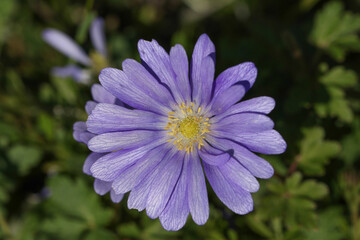A flowering Blue Winter Anemone, Anemone blanda, growing in woodland.