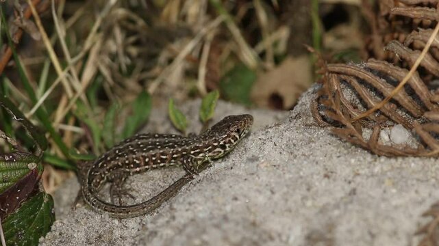 A rare Sand Lizard, Lacerta agilis, sunning itself on sand in heathland.