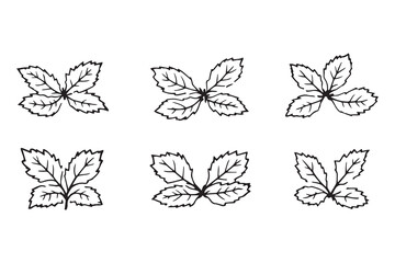 Pennyroyal line art