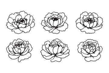 Peony black line art