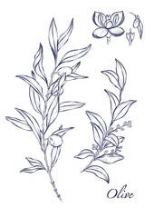 Olive Branch with Ripe Olives and Blossom - Botanical Illustration. This elegant botanical illustration features a delicate olive branch with lush green leaves, ripe olives, and a tender olive blossom