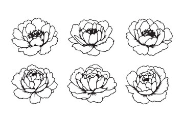 Peony black line art