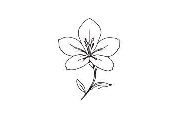 Peruvian Lily line art