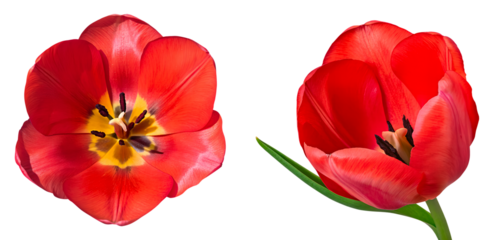 Set of red bud tulip with green leaf isolated on transparent background, cutout png.