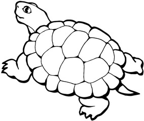 vector illustration of turtle