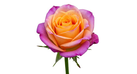 Isolated Bi-Color Rose Blossom