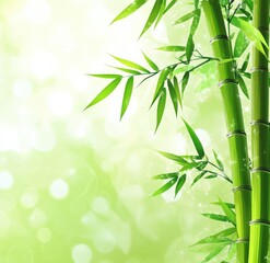 Fototapeta premium Bamboo sticks with green leaves on a white background