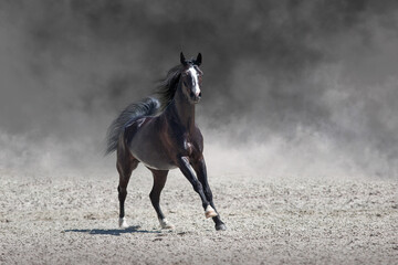 black horse running
