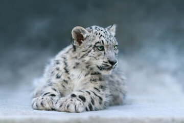 Snow leopard baby portrait