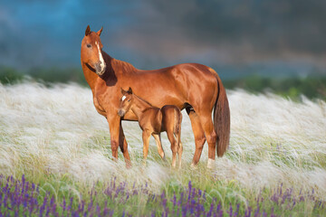 Mare with foal in flowers