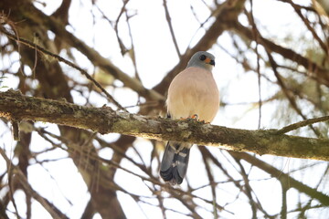 The spot-tailed sparrowhawk or spot-tailed goshawk (Tachyspiza trinotata) is a species of bird of prey in the family Accipitridae.This photo was taken in Sulawesi, Indonesia.