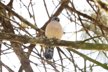 The spot-tailed sparrowhawk or spot-tailed goshawk (Tachyspiza trinotata) is a species of bird of prey in the family Accipitridae.This photo was taken in Sulawesi, Indonesia.
