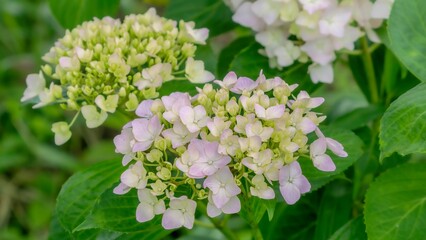Fototapeta premium 梅雨から初夏の公園や花壇を彩るアジサイのある風景。