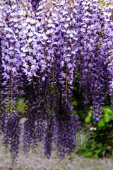 北海道伊達市、初夏を彩る藤の花【5月】