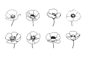 Poppy Anemone line art