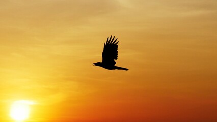 Obraz premium Silhouette of Raven in Flight at Sunset: A dramatic silhouette of a raven in flight against a vibrant, orange and yellow sunset. Capture the essence of freedom, the beauty of the wild.