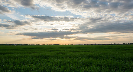 Obraz premium Green field bathed in golden sunset light under a cloud-filled sky