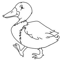 Cute cartoon hand drawn vector duck coloring page.