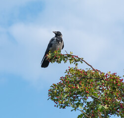 Crow on a tree branch in the summer day.