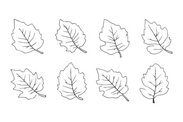 Sapodilla Leaf line art