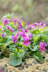 Pink garden violets (Viola odorata).