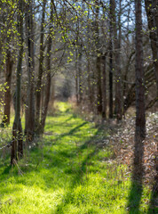 first fresh leaves in early spring with trees and grass in holland