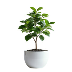 ficus in a pot