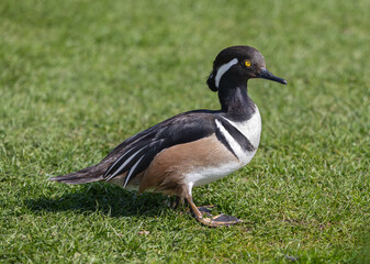 a close up of a male hooded merganser standing on the grass. The close up portrait has space for copy text around it