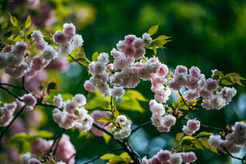 cherry blossom in spring
