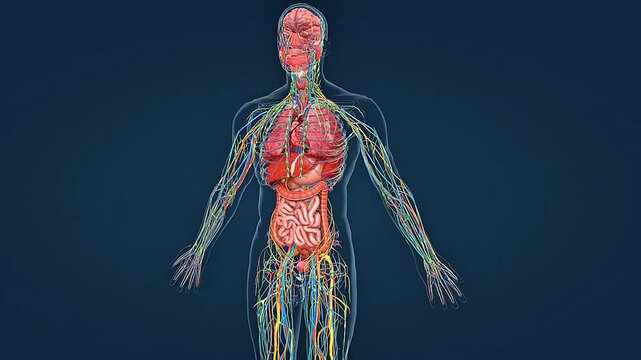 Human urinary system 3D animation