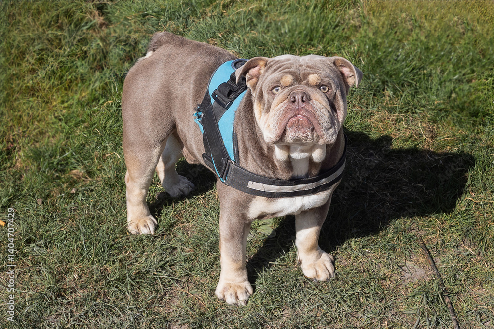 Poster a close up of a cute bulldog as it stares up at the viewer.  It is standing on the grass with copy space around it