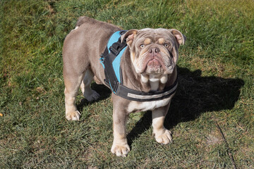 a close up of a cute bulldog as it stares up at the viewer.  It is standing on the grass with copy...