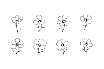 Sweet William line art