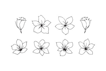 Tuberose line art