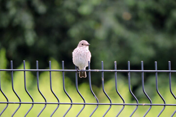 A spotted flycatcher sitting on a fence made of welded wire mesh panels, green leaves in the background