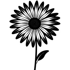 black and white daisy