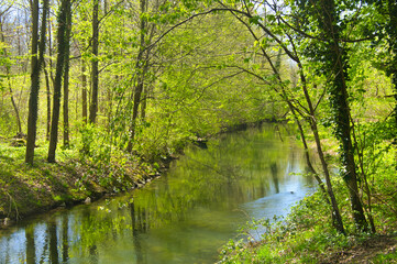 naturschutzgebiet Taubergießen in der Ortenau