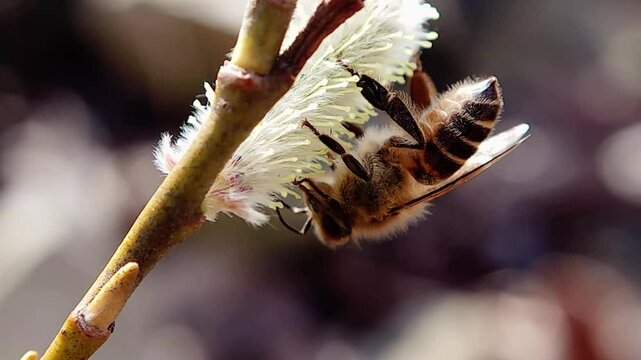 한국,토종벌,꽃,벌,Korea, native bee, flower, bee