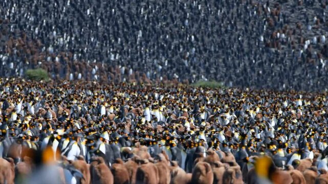 king penguin colony