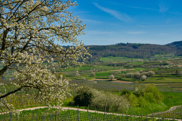 Obstblüte am Ettenheimer Heuberg in der Ortenau
