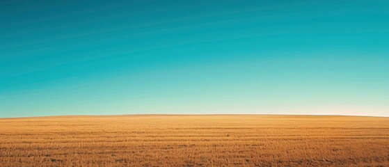 Expansive golden field under a clear blue sky, showcasing nature's tranquility and vastness