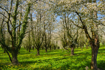 Obstblüte am Ettenheimer Heuberg in der Ortenau