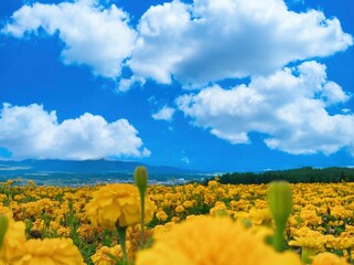 黄色いカーネーション畑