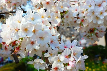日本の桜