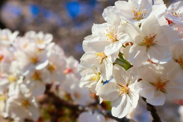 日本の桜