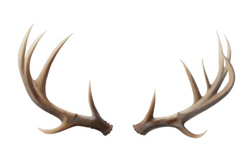 Fototapeta premium Photorealistic Deer Antlers, Isolated on White Background