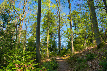 Frühling in den Wäldern des Schwarzwaldes