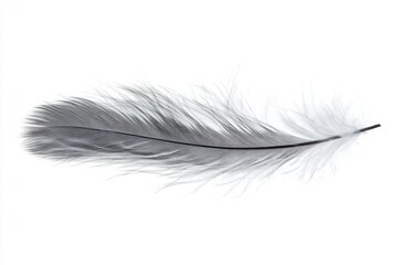 Obraz premium Soft white feather with subtle gray tips isolated on white background perfect for dreamy visuals light product mockups and ethereal compositions